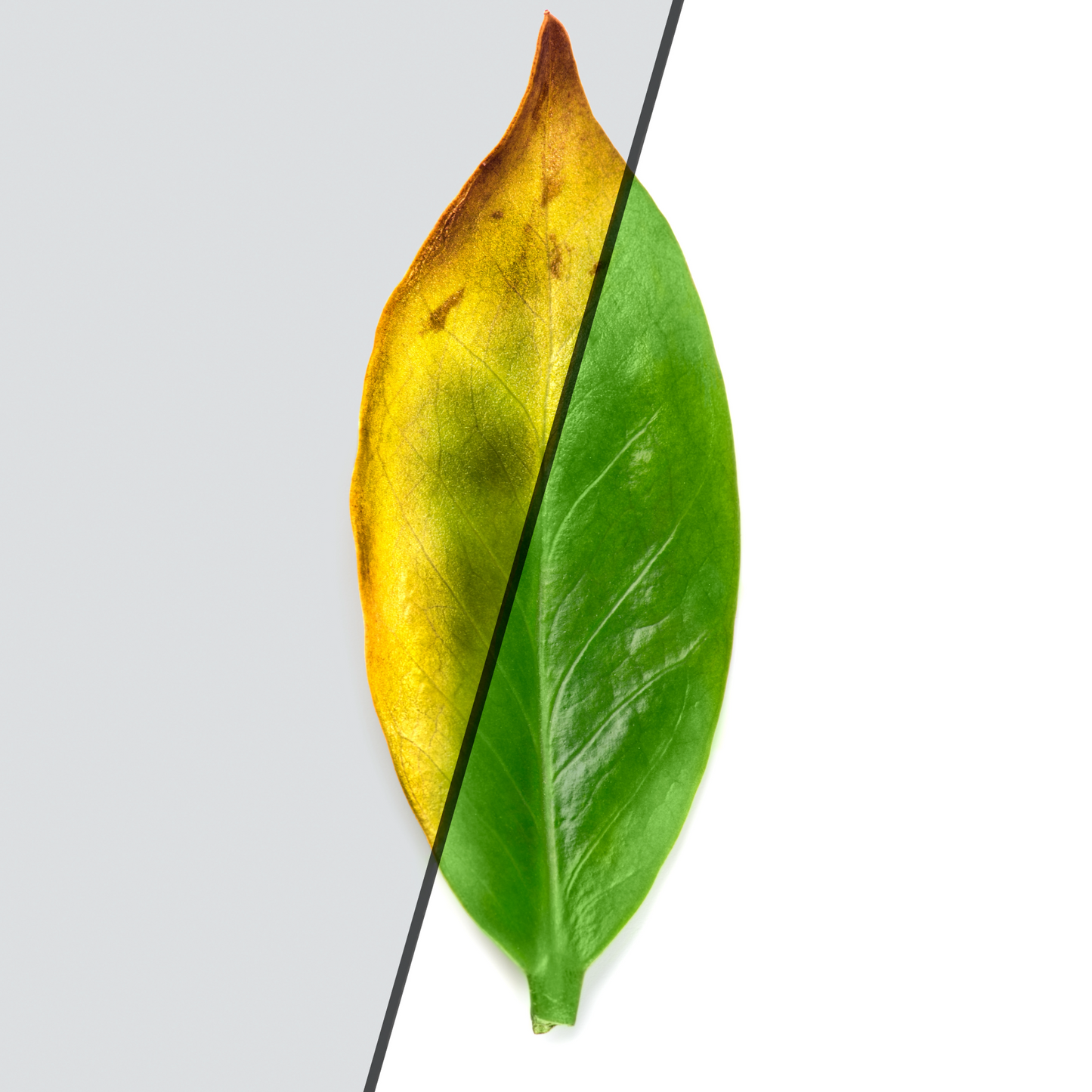 Malsara Organic Growth Enhancer Fertilizer